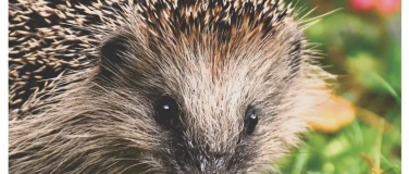 Event-Image for 'Igel-Spaziergang'