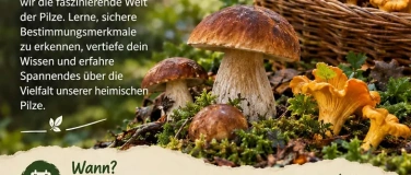 Event-Image for 'Pilzlehrwanderung'