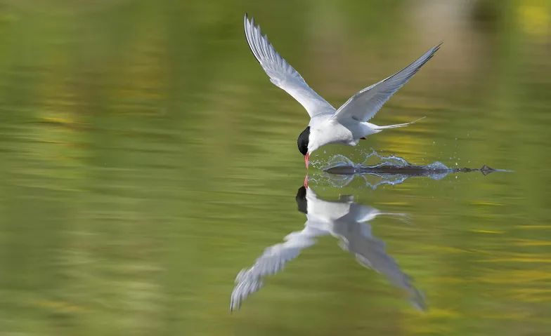 Naturfotografie in Island – ein Fotograf im Hoch und Tief, Guided tours & lectures / Lecture, Naturhistorisches Museum der Universität Zürich