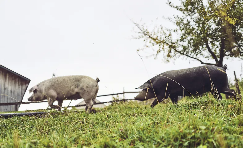 Metzgete vom Trimbacher Horn-Schweinchen