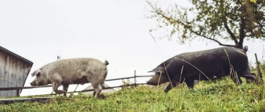 Event-Image for 'Metzgete vom Trimbacher Horn-Schweinchen'