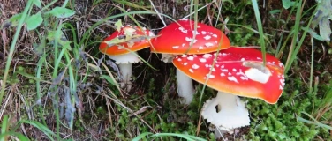 Event-Image for 'Pilzexkursion in Unterkulm verschoben auf 25. Oktober'