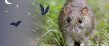 Event-Image for 'Wildnistag'