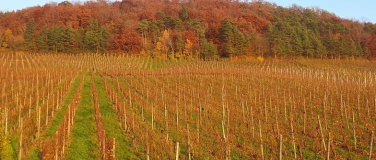 Event-Image for 'Mittwochnachmittag im Weinbaumuseum'