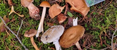 Event-Image for 'Eintauchen in die Welt der Waldpilze'