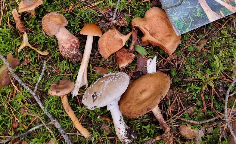 Eintauchen in die Welt der Waldpilze