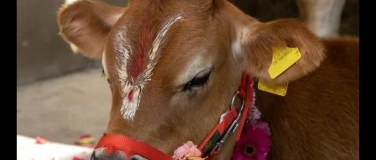 Event-Image for 'Besuch eines Ahimsa-Bauernhofs im Emmental'