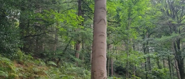 Event-Image for 'Connected Breathwork and Somatic Movement in Nature'
