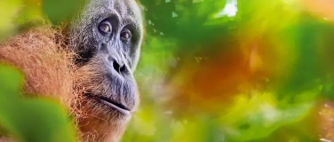 Event-Image for 'Explora pr&auml;sentiert: Borneo'