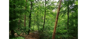 Schiffenberger Wald, Gießen