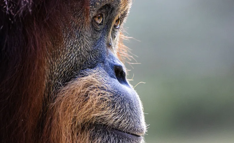 Vortrag mit Dr. Ian Singleton über Orang-Utan-Schutzprogramm, Leisure & Excursions / Info event, Zürich, ViCAFE Rösterei