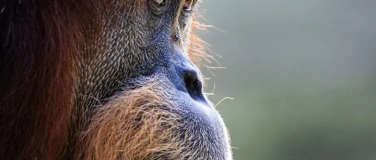 Event-Image for 'Vortrag mit Dr. Ian Singleton &uuml;ber Orang-Utan-Schutzprogramm'