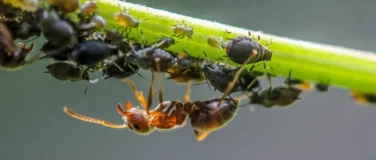 Event-Image for 'Wunder der Natur: Symbiose'