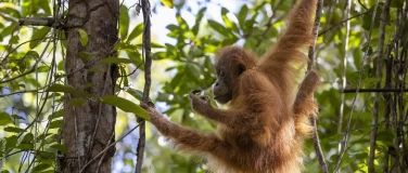 Event-Image for 'Podium 30 Jahre Orang-Utan-Schutz'