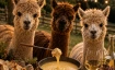 Fondue inmitten Alpakas