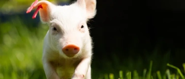 Event-Image for 'Vondue with Pigs'