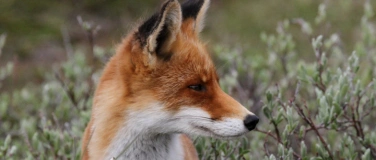 Event-Image for 'Abend-Vortrag &laquo;Der Fuchs &ndash; Dank Anpassung auf der ganzen Wel'