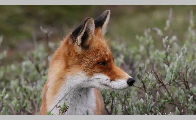 Abend-Vortrag «Der Fuchs – Dank Anpassung auf der ganzen Wel, Miscellaneous, Naturmuseum St.Gallen