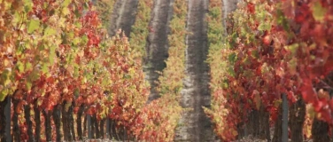 Event-Image for 'Alpen & Reben  Die S&uuml;dtiroler Wein-Tavolata'