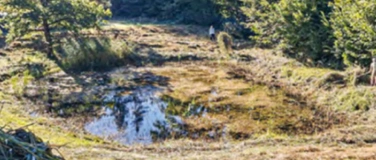 Event-Image for 'Arbeitseinsatz Wolfgangweiher'