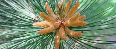 Event-Image for 'Conifer Tour at Stadtpark Hamburg'