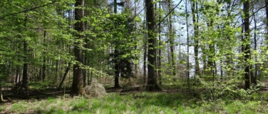 Event-Image for 'Auf in den Wald!'