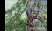 Doppelausstellung von Aquarellbilder und Photografien