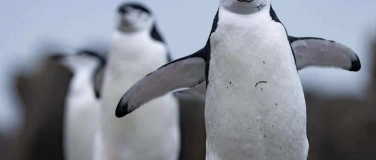 Event-Image for 'Schulvorstellung - Die Geheimnissvolle Welt der Pinguine'