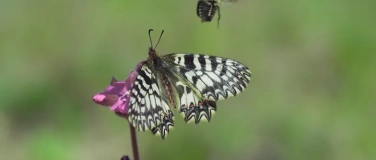 Event-Image for 'Schulvorstellung - Fabelhafte Insekten - K&auml;fer'