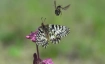 Schulvorstellung - Fabelhafte Insekten - K&auml;fer