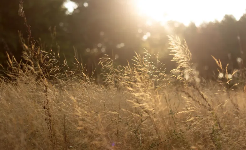 SUNDAY SESSION - FIND YOUR GROUND, Health & Spirituality / Health & Wellbeing, THE BREATHING ROOM