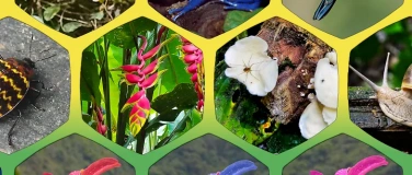 Event-Image for 'Der Verlust biologischer Vielfalt (NGZH Vortrag)'