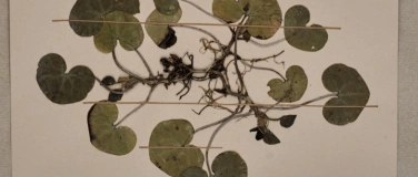 Event-Image for 'Botanische Sch&auml;tze im Naturmuseum St. Gallen - mit Garten Ca'