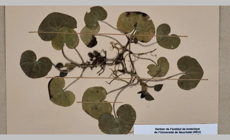 Botanische Schätze im Naturmuseum St. Gallen - mit Garten Ca, Science & technique, Botanischer Garten