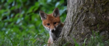 Event-Image for 'Abend-Vortrag &laquo;Begegnungen mit dem Fuchs&raquo;'
