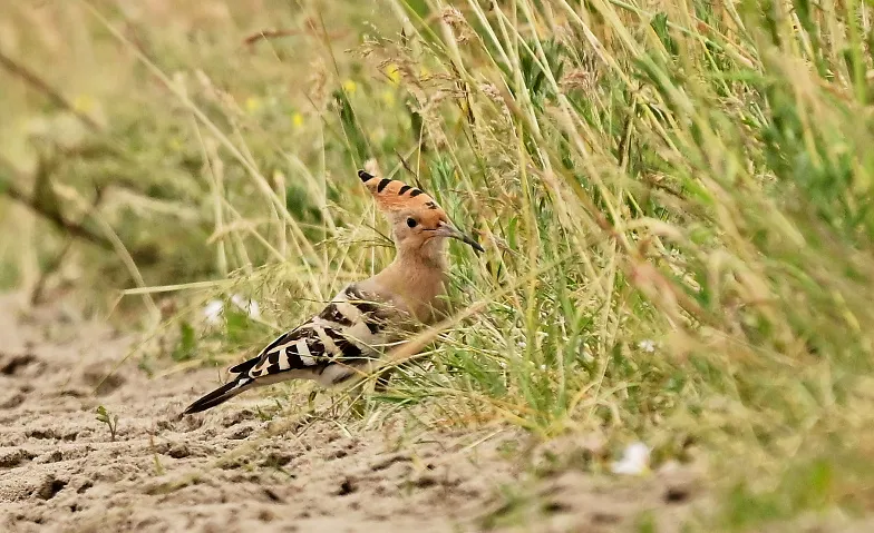 Die Vogelwelt im Nuthe-Nieplitz-Naturpark, Führungen & Vorträge / Live-Fotoreportage / Diashow, Haus der Natur Potsdam
