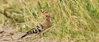 Event-Image for 'Die Vogelwelt im Nuthe-Nieplitz-Naturpark'