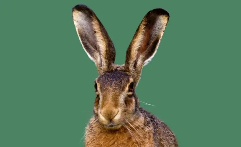Event-Image for 'Gwunderstunde: Ohren'