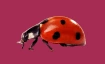 Gwunderstunde: Rot