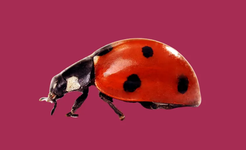 Event-Image for 'Gwunderstunde: Rot'