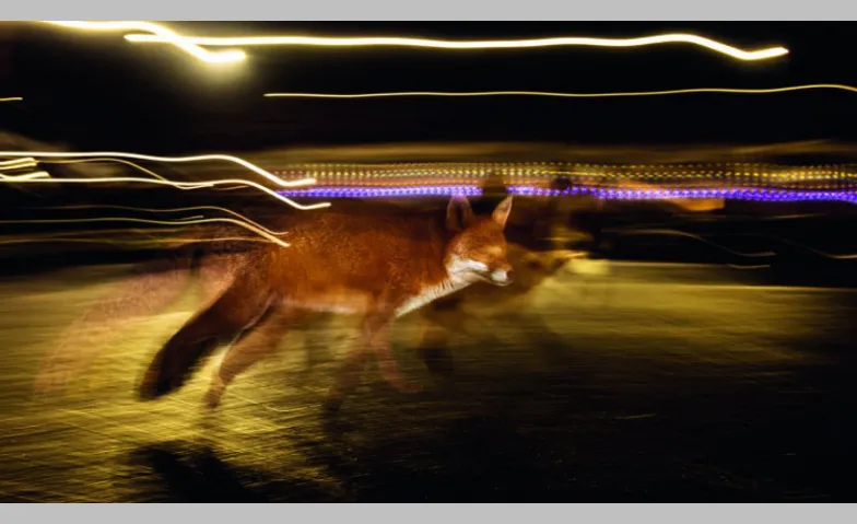 Event-Image for 'Der Fuchs &ndash; Meister der Anpassung'