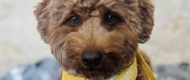 Event-Image for 'Der Lesehund kommt'