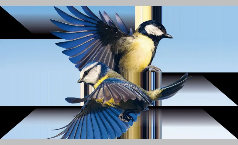 Der Vogelhändler