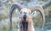 Derborence &ndash; Le temps des animaux