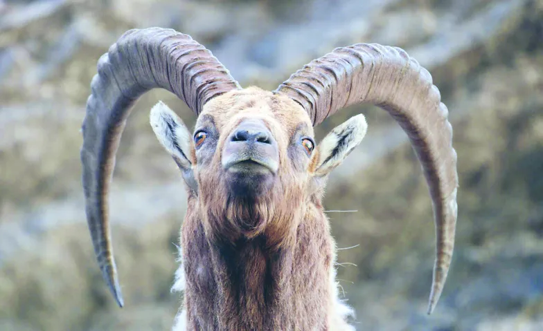 Event-Image for 'Derborence &ndash; Le temps des animaux'