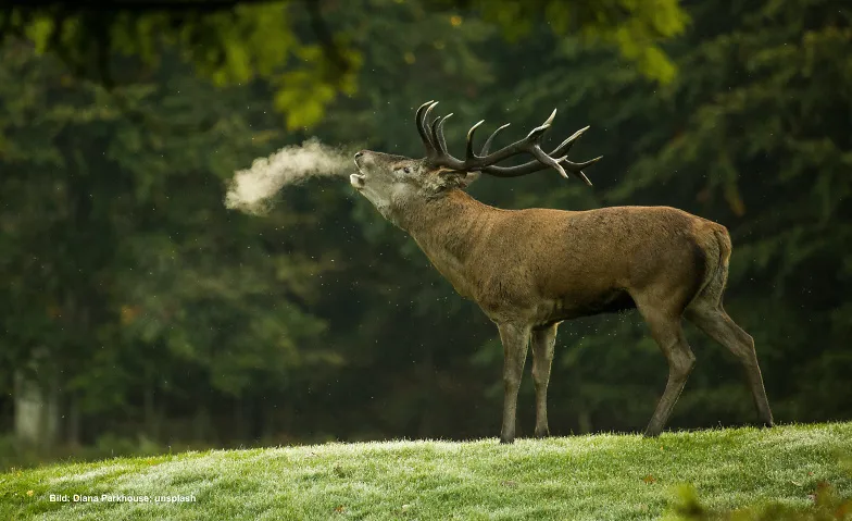 Event-Image for 'Dem Rotwild auf der Spur'