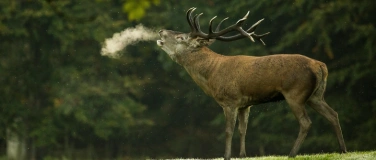 Event-Image for 'Dem Rotwild auf der Spur'
