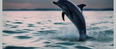 Event-Image for 'Die wilden Delphine in der Shark Bay, Australien'