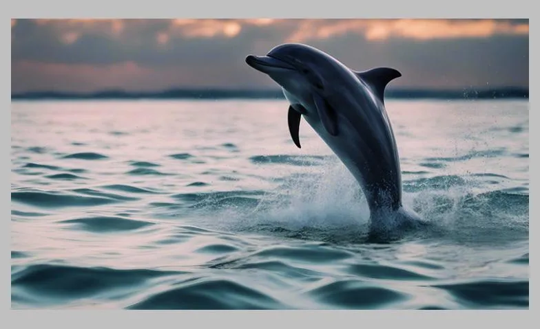 Die wilden Delphine in der Shark Bay, Australien