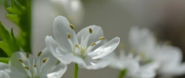 Event-Image for 'Magie der Sinne - Fr&uuml;hlingserwachen'